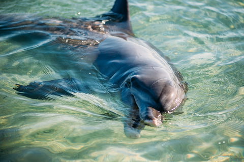 Dolphins Of Monkey Mia - Accommodation Adelaide 1