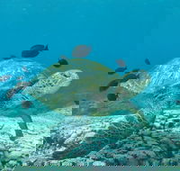 Flinders Reef Dive Site - Accommodation Adelaide