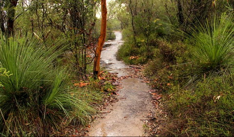 Great North Walk - Brisbane Water National Park - Accommodation Adelaide 0