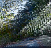 Hastings Forest Way Touring Route - Accommodation Adelaide