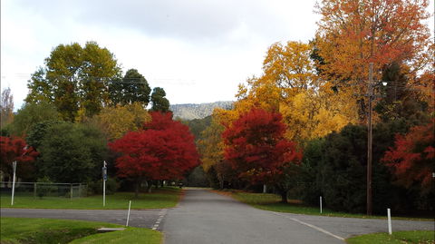 Jamieson Significant Trees - Accommodation Adelaide 1