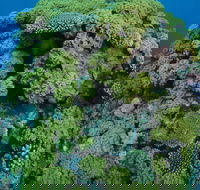 Keeper Reef Dive Site - Accommodation Adelaide