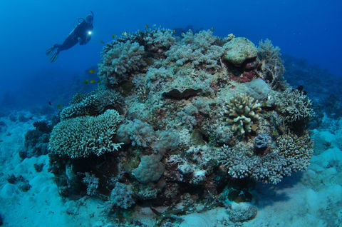 Keeper Reef Dive Site - Accommodation Adelaide 1