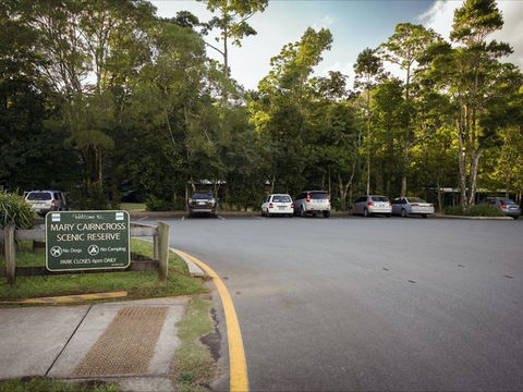 Mary Cairncross Scenic Reserve Rainforest Walk - Accommodation Adelaide 1