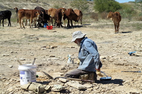 Richmond Fossil Hunting Sites - Accommodation Adelaide 2