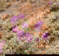 Walpa Gorge walk - Accommodation Adelaide