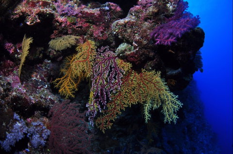 Around The Bend Dive Site - Accommodation Adelaide 0