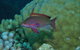 Around The Bend Dive Site - thumb 1