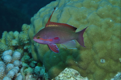 Around The Bend Dive Site - Accommodation Adelaide 1