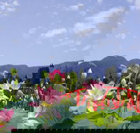 Blue Lotus Water Garden - Accommodation Adelaide