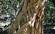 Bundagaree Rainforest Walk - thumb 0