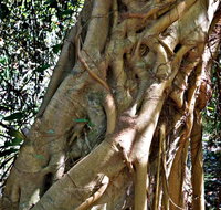 Bundagaree Rainforest Walk - Accommodation Adelaide