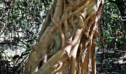 Bundagaree Rainforest Walk - Accommodation Adelaide 0