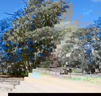 Giant Gum Tree - Accommodation Adelaide