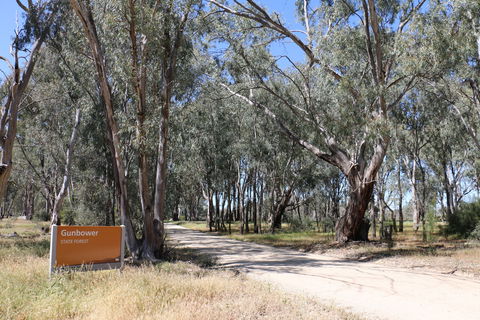 Gunbower Island Forest Drive - Accommodation Adelaide 2
