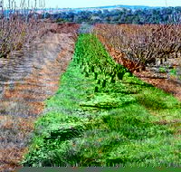 Hall Family Orchards - Accommodation Adelaide
