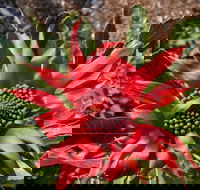 Inverawe Native Gardens - Accommodation Adelaide