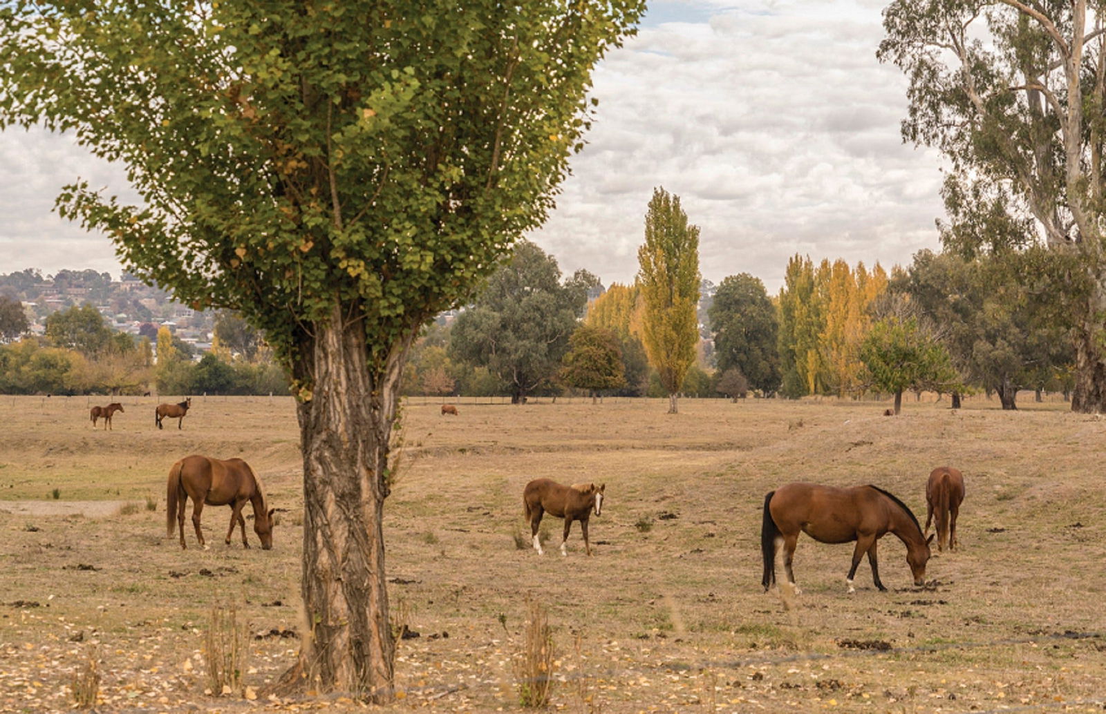 Lemington NSW Accommodation Adelaide