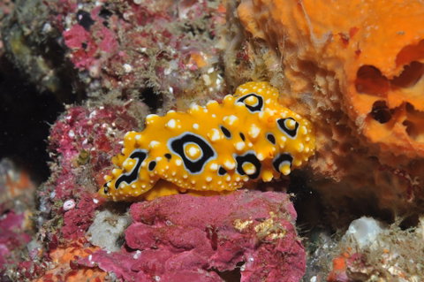 Magic Mountain Dive Site - Accommodation Adelaide 0