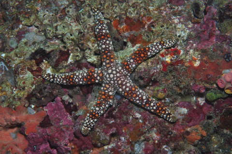 Magic Mountain Dive Site - Accommodation Adelaide 1