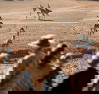 Monarto Safari Park - Accommodation Adelaide