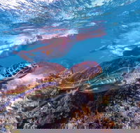 Ningaloo Marine Park - Accommodation Adelaide