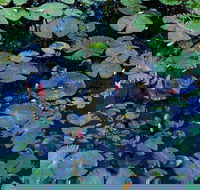 Pine Creek Water Gardens - Accommodation Adelaide