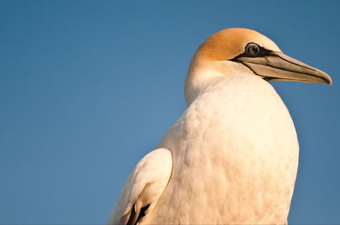 Port Phillip Heads Marine National Park - Accommodation Adelaide 0