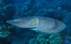 Snake Pit Dive Site - thumb 1