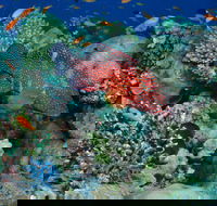 Steve's Bommie Dive Site - Accommodation Adelaide