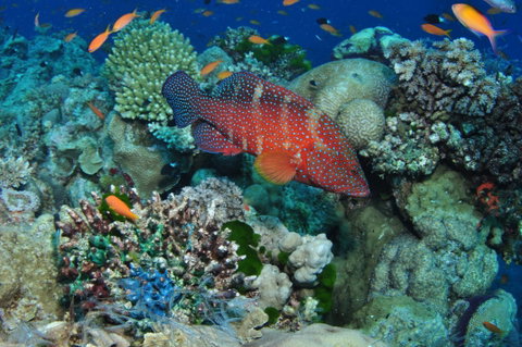 Steve's Bommie Dive Site - Accommodation Adelaide 0