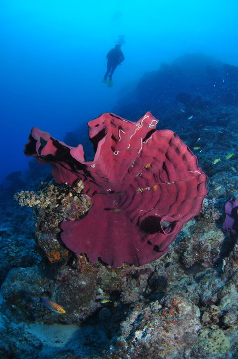 Steve's Bommie Dive Site - Accommodation Adelaide 1