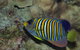 Steve's Bommie Dive Site - thumb 2
