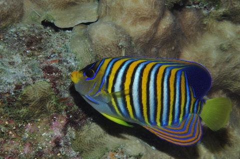Steve's Bommie Dive Site - Accommodation Adelaide 2