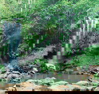 Tamborine National Park - Accommodation Adelaide