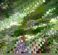 Wet Tropics Rainforest - Accommodation Adelaide