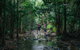Wet Tropics Rainforest - thumb 2