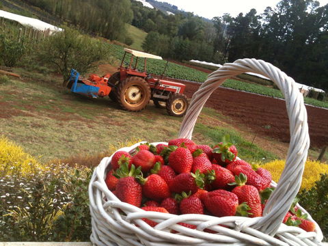 Blue Hills Berries And Cherries - Accommodation Adelaide 0