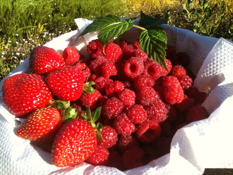 Blue Hills Berries And Cherries - Accommodation Adelaide 1