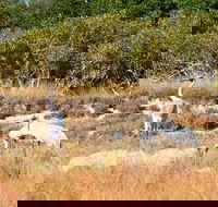 Cape Keraudren Nature Reserve - Accommodation Adelaide