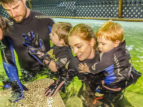 Irukandji Shark And Ray Encounters - Accommodation Adelaide 1