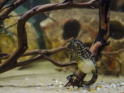 Irukandji Shark And Ray Encounters - Accommodation Adelaide 2