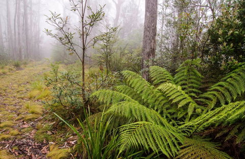 Link Trail - Gloucester Tops To Careys Peak - Accommodation Adelaide 0