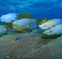 Lodestone Reef - Accommodation Adelaide