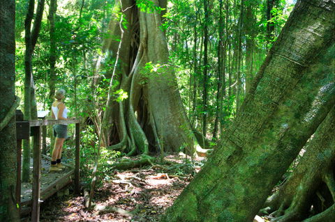 Mary Cairncross Scenic Reserve - Accommodation Adelaide 0