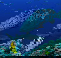 Osprey Reef - Accommodation Adelaide