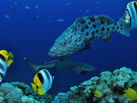 Osprey Reef - Accommodation Adelaide 0