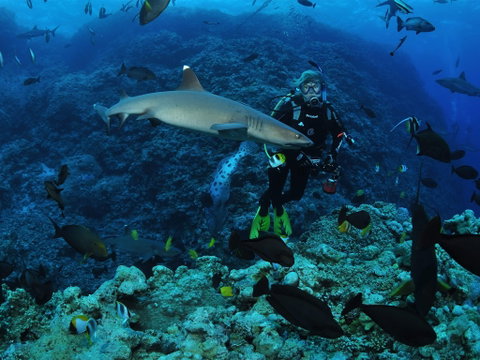 Osprey Reef - Accommodation Adelaide 1