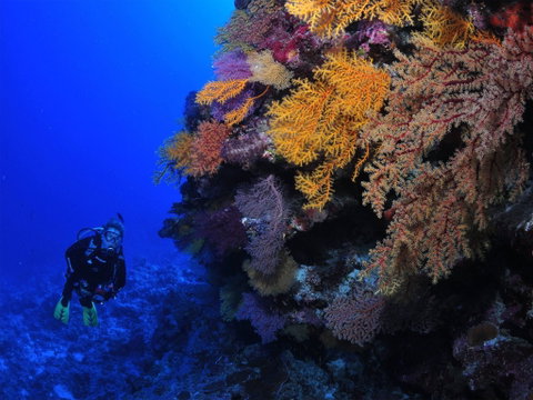 Osprey Reef - Accommodation Adelaide 2