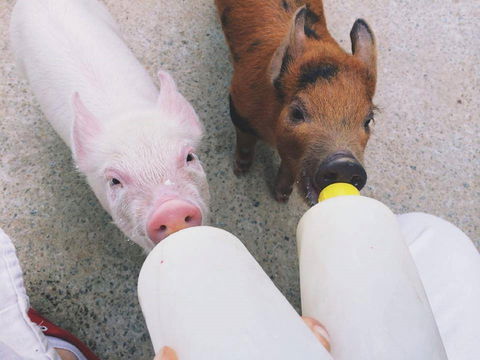 Swan Valley Cuddly Animal Farm - Accommodation Adelaide 0